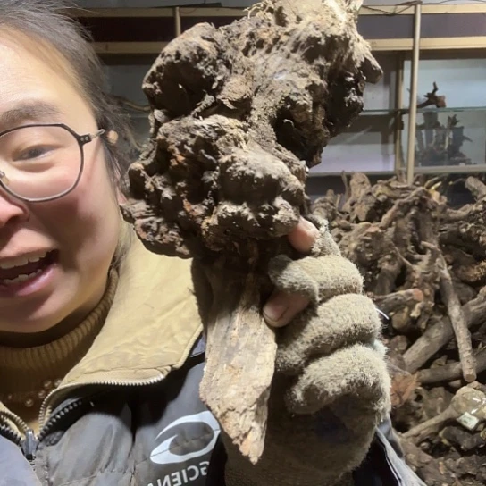 香榧木用****1火琉璃的毛料，播摆件