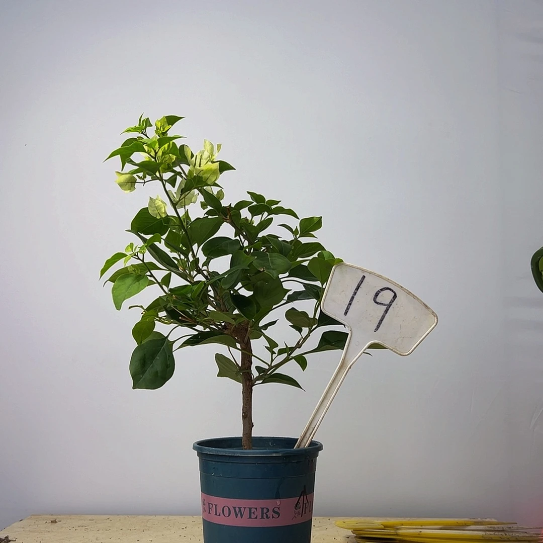 当前无花栽培后可以开花  绿樱有瑕疵  19
