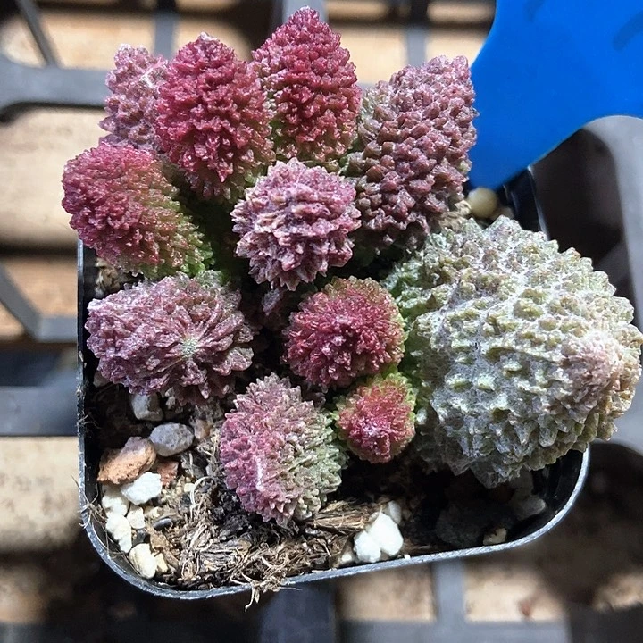 多肉植物朱子语795