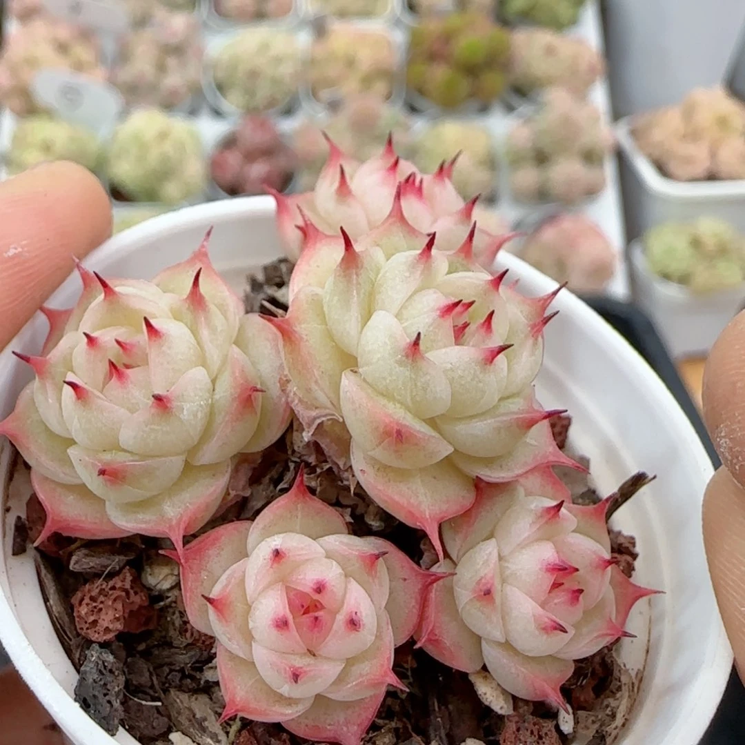 【闪购商品】0120-4海王