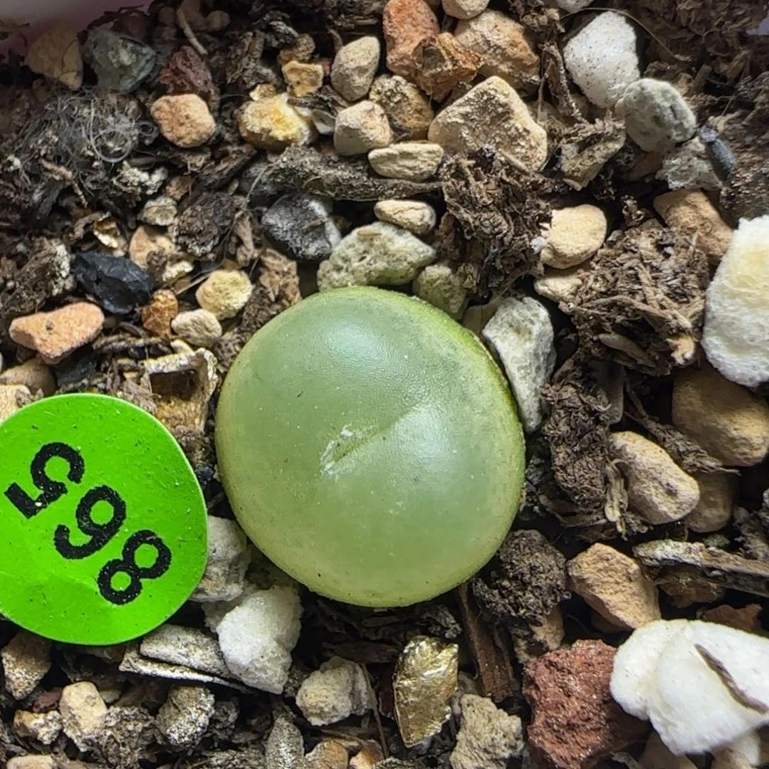拉登1.2多肉植物865