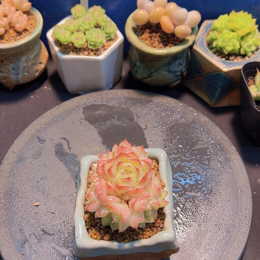 好****子边线女王，多肉植物，