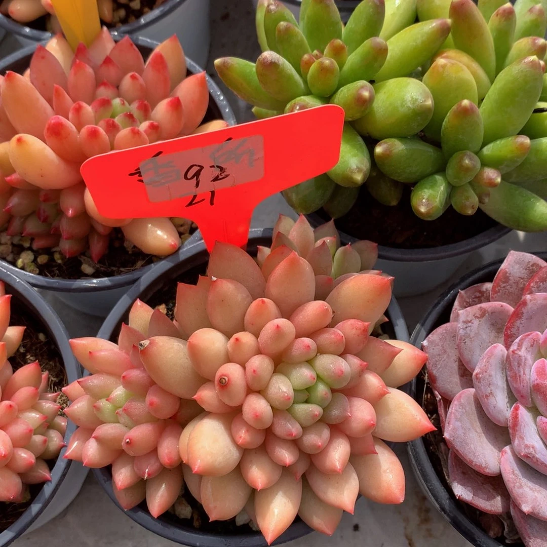 岩字727377337377337