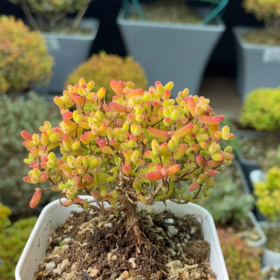 *****1203蜜橘糖球 。