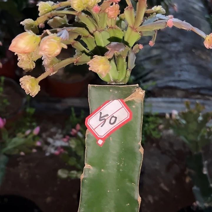 茶***矣，50号带盆050血月