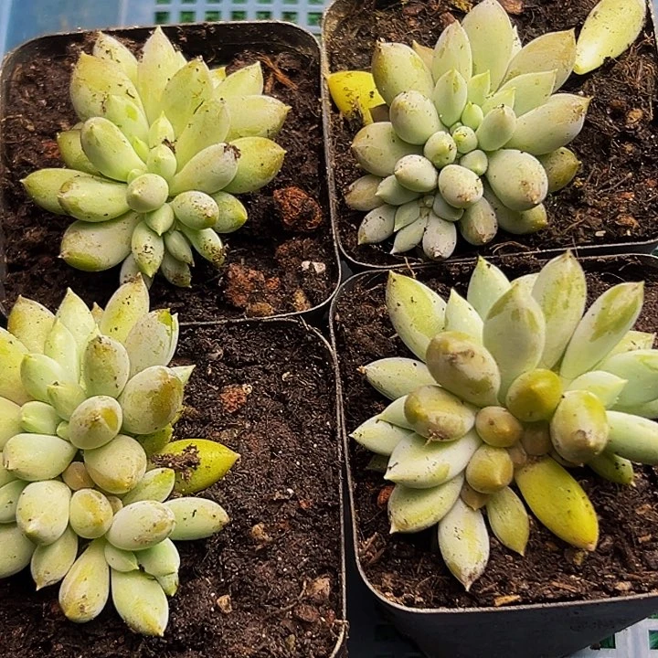4颗美人系列多肉植物