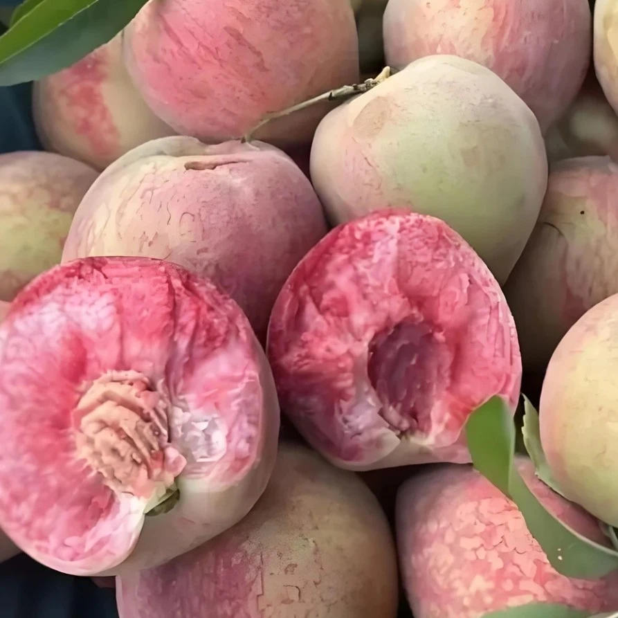 正宗贵州本地老树白花桃 现拍现发
