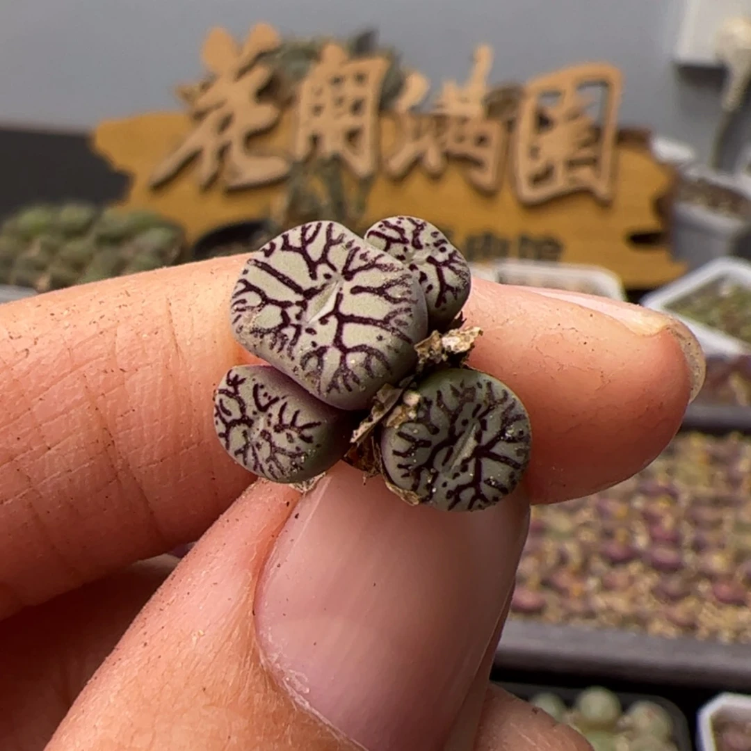 【闪购商品】000000017墨