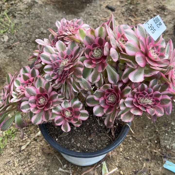倾城缀多肉植物395