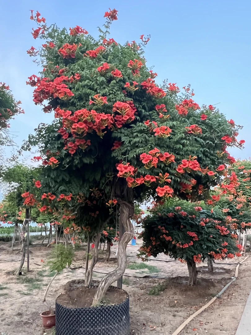 1-20厘米粗凌霄花老桩爬藤花卉庭院农庄别墅景观造型一物一拍定金