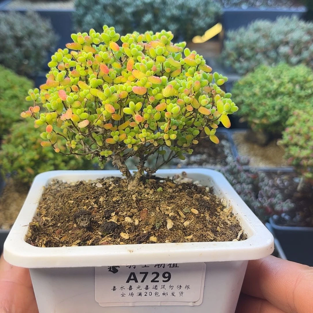 729蜜橘糖球枝干番杏