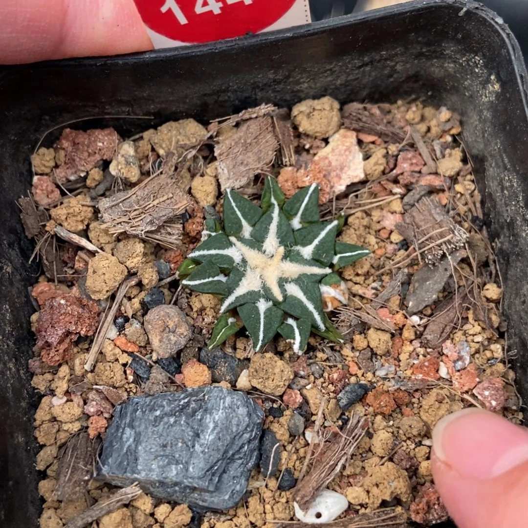 实生姬牡丹一颗2.6cm