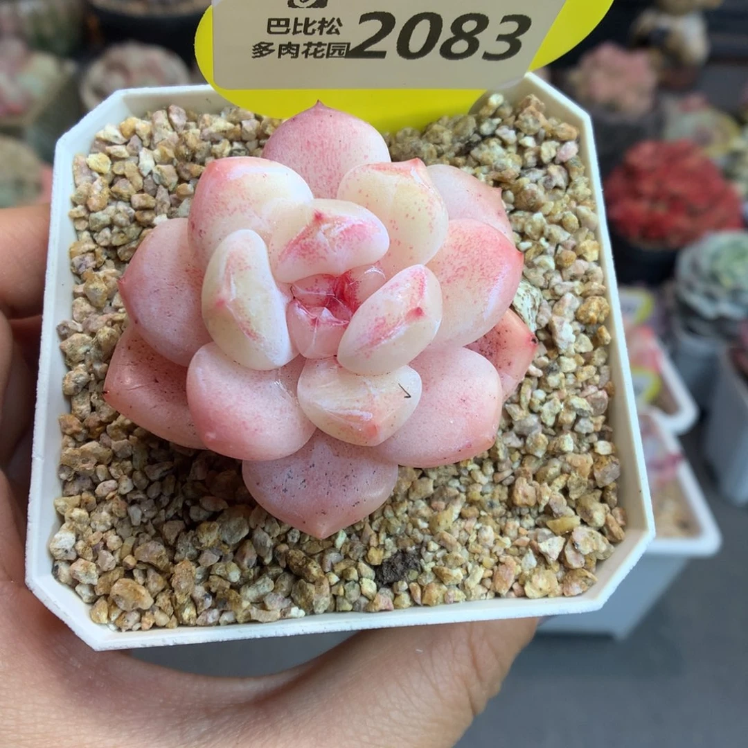 2083糖心多肉新年快乐