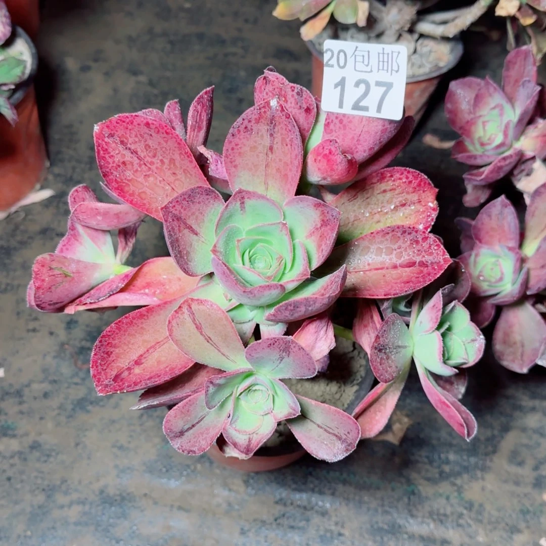 红富士多肉127满20包邮断枝不包
