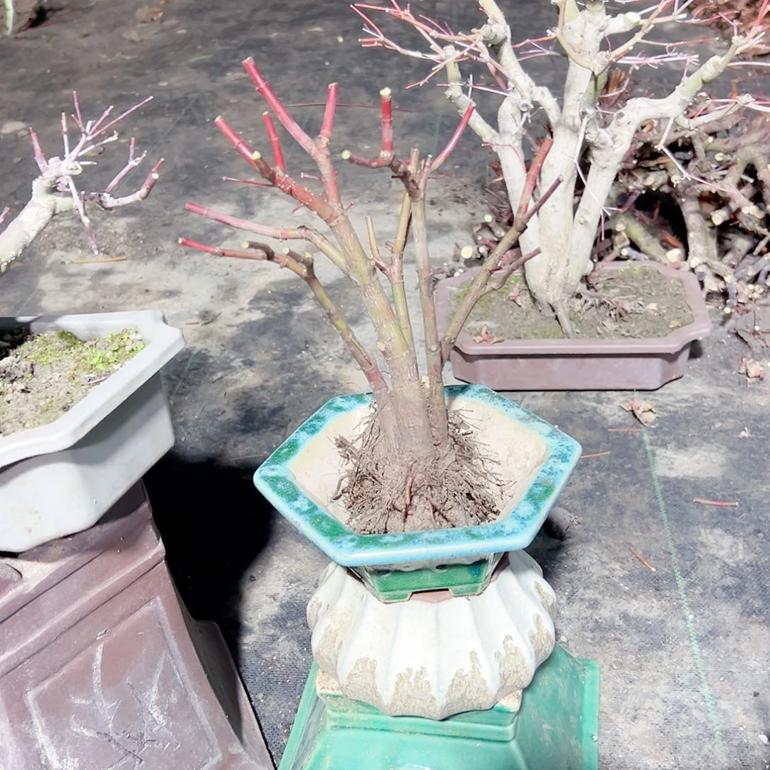 无花朵枫树……枫树