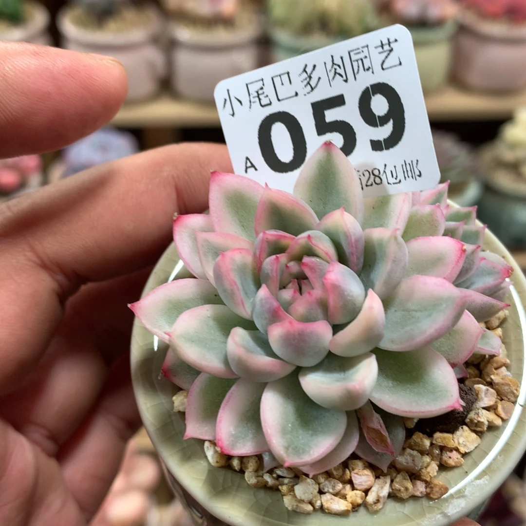 小尾巴多肉园艺迷你拇指盆栽A059