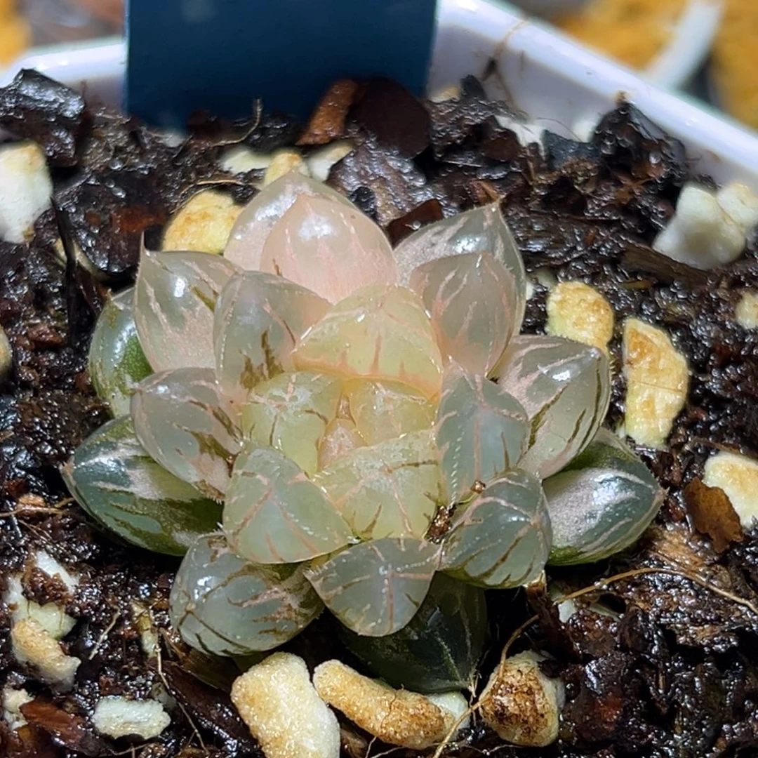 恭喜发财大吉大利0391