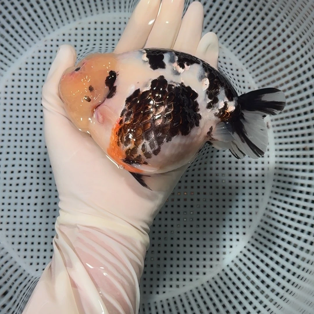 金鱼大货兰寿金鱼