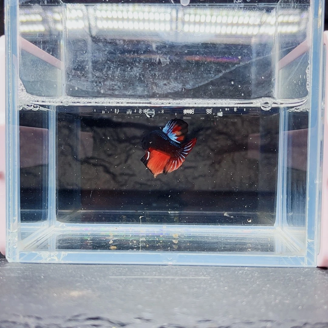 海水鱼宙斯斗鱼竞拍11-12