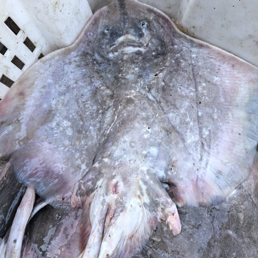 鹏程海鲜老板鱼顺丰冷链发货