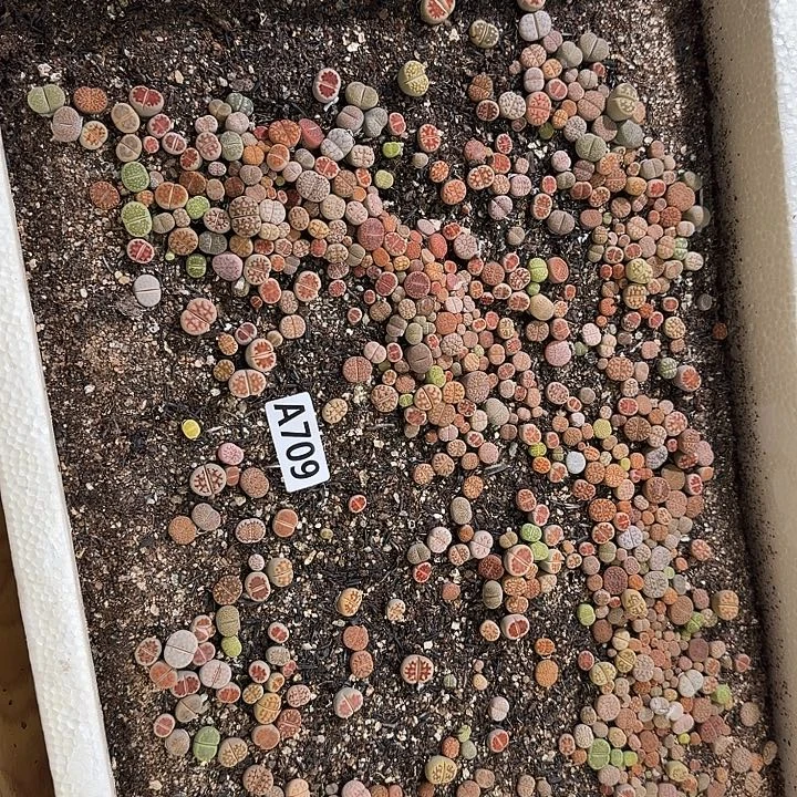 生709石花整筐脱土发货