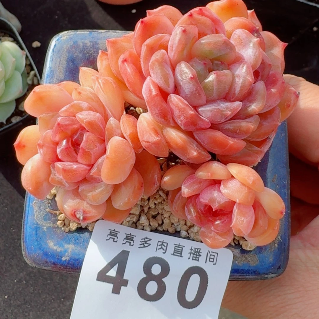 红色恋人      愿你一路坦途，乘风破浪展宏图