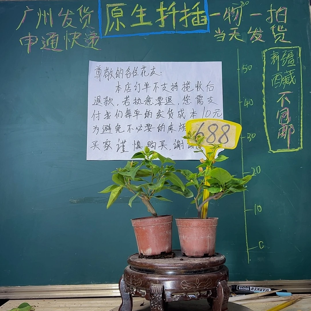 当前无花栽培后可以开花热带花束掌中宝 暗斑五宝掌中宝688