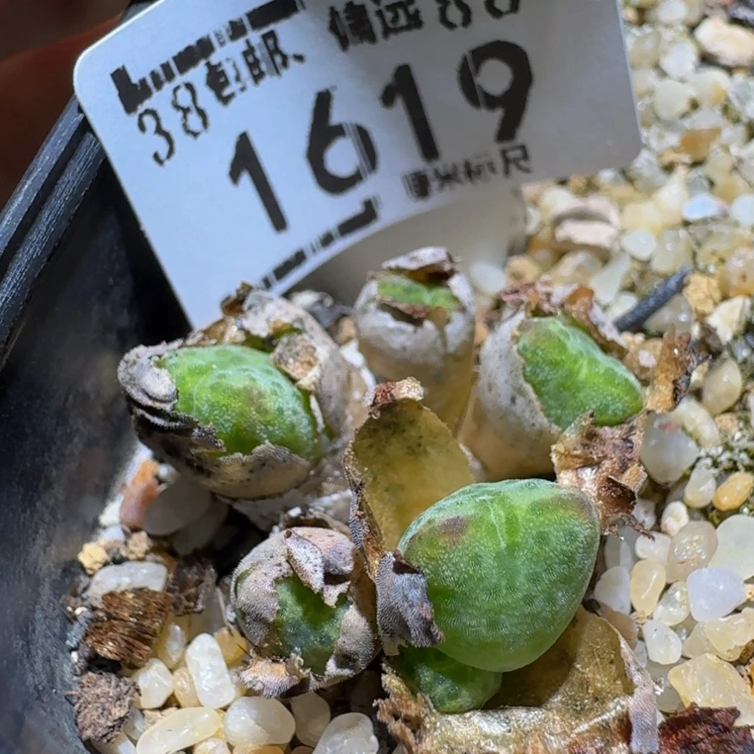 Ssss精品生石花1619原始斑马