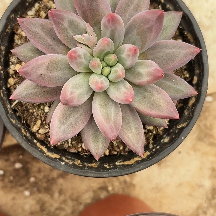 紫体胖虞（拍满18包邮）