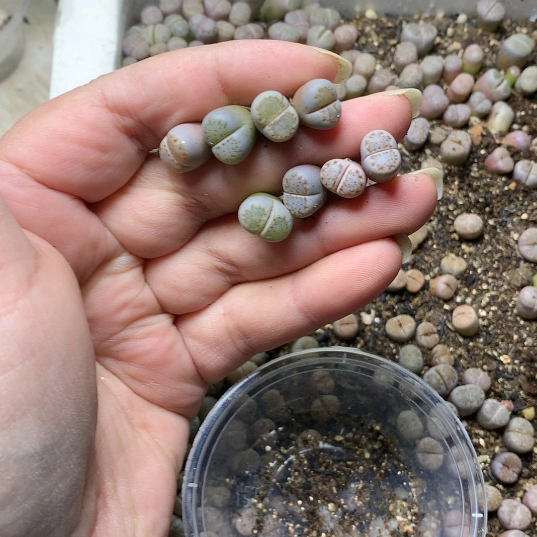 格**者A164多肉植物保护研究所