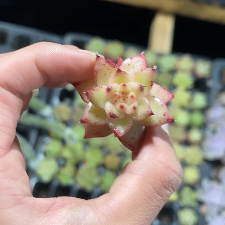 精品乌白满9.9包邮