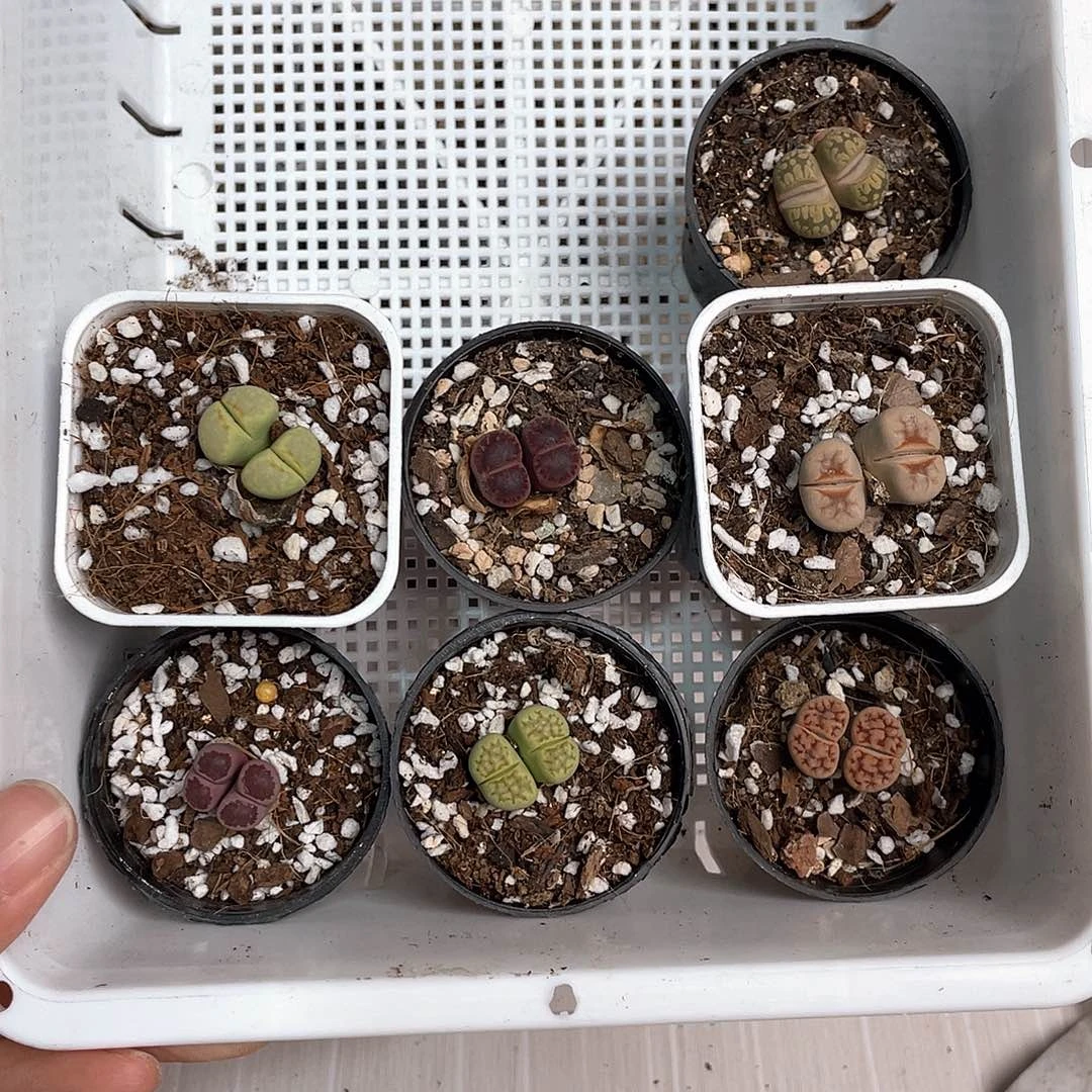 L**g2260大棚清仓甩卖了