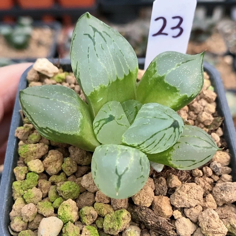 【闪购商品】23虞美人