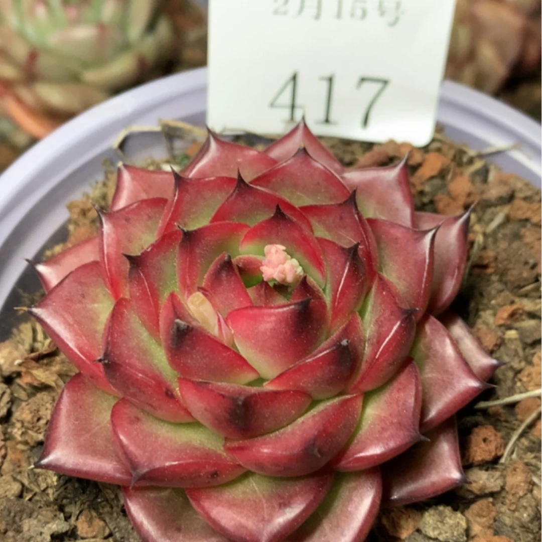 【闪购商品】云417