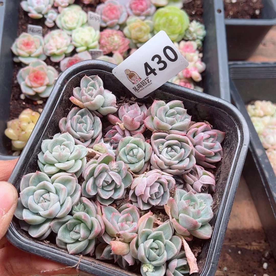 多肉植物多肉植物