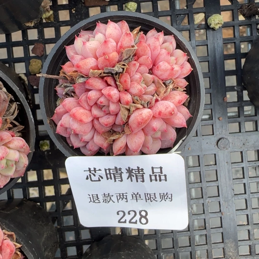 闪购精品多肉228号