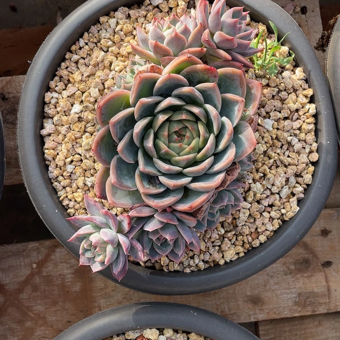 多肉植物一物一拍