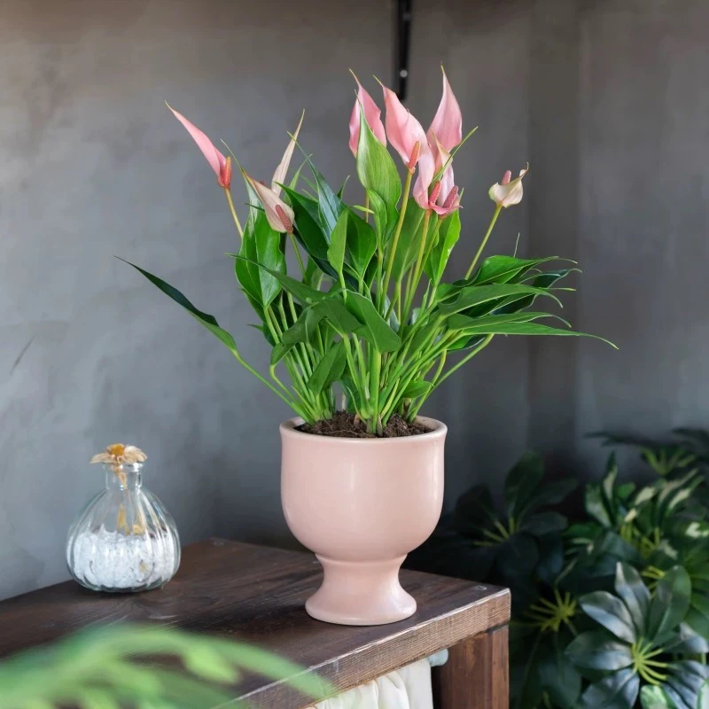 莉莉粉掌红掌盆栽盆景室内客厅办公室桌面观花趣味花卉绿植好养