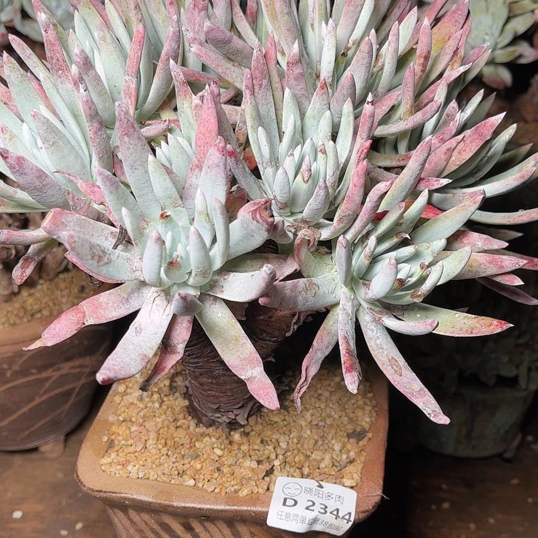 2344奥罗拉仙女杯多肉