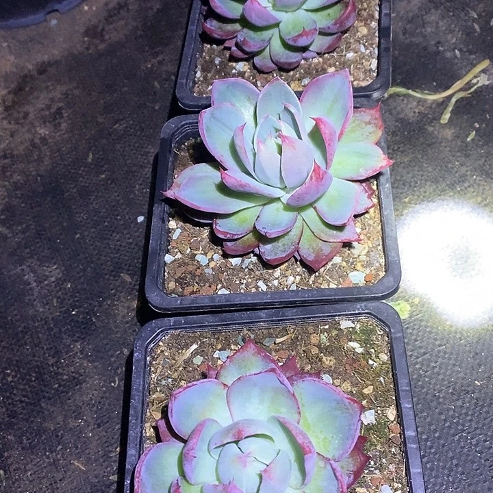 宛***花惊鸿仙子宛如