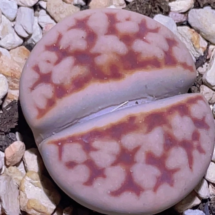 4808808808888888885588