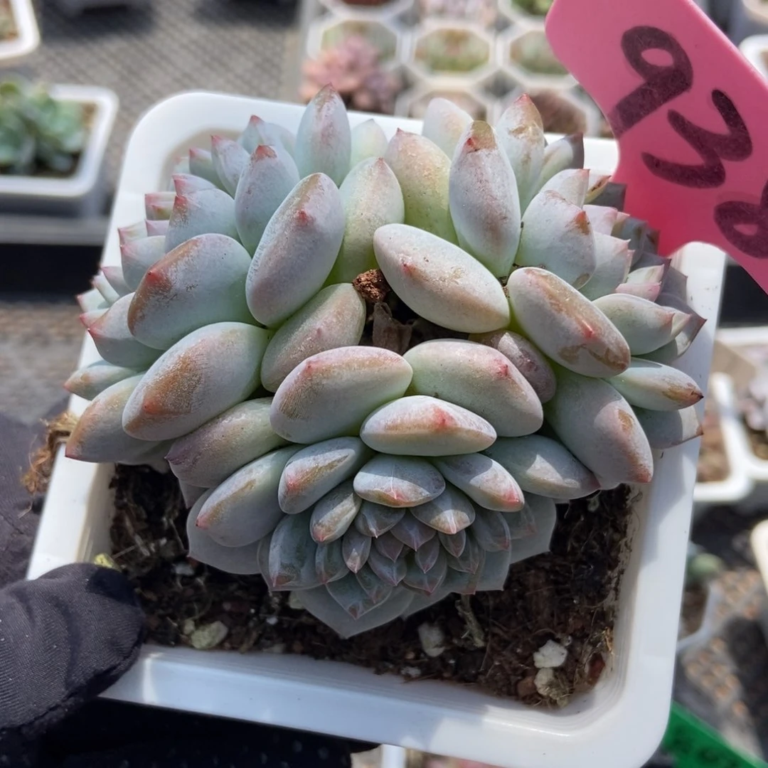 938玉芙蓉多肉植物保护