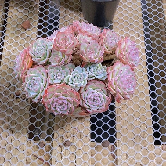 漠*粉水晶多肉植物群