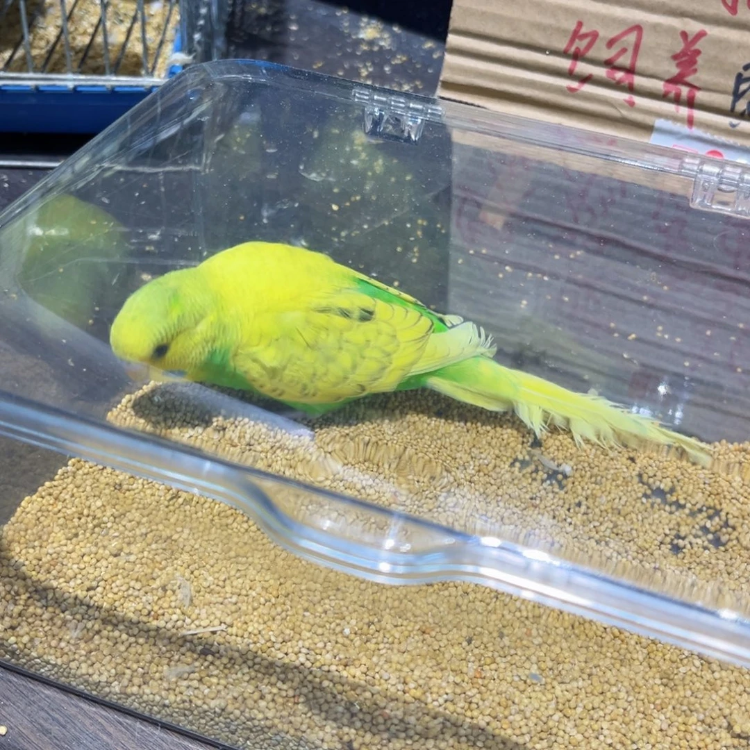 虎皮鹦鹉大头虎皮鹦鹉鱼鳞黄绿公一物一拍不退换竞拍