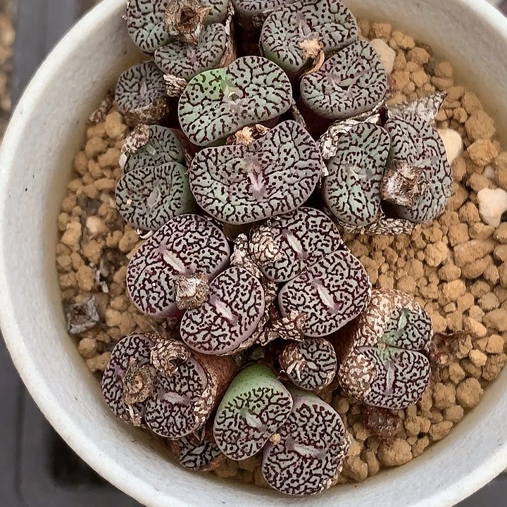 精品多肉植物2群墨小锥