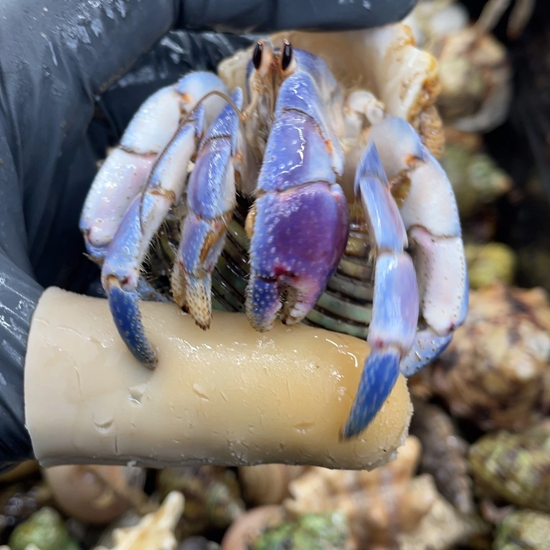 不退不换活体宠物22