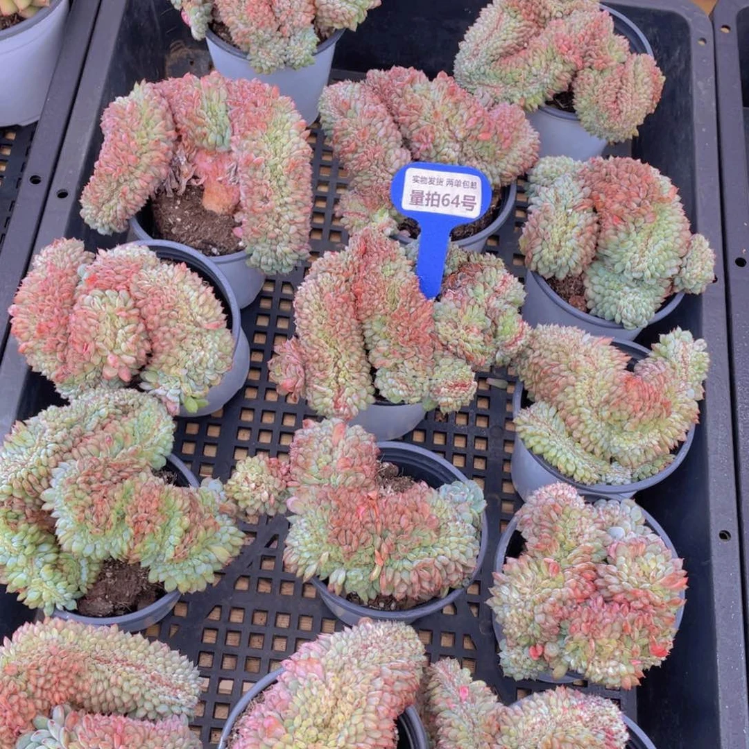 量拍64号 白胖子缀化一个
