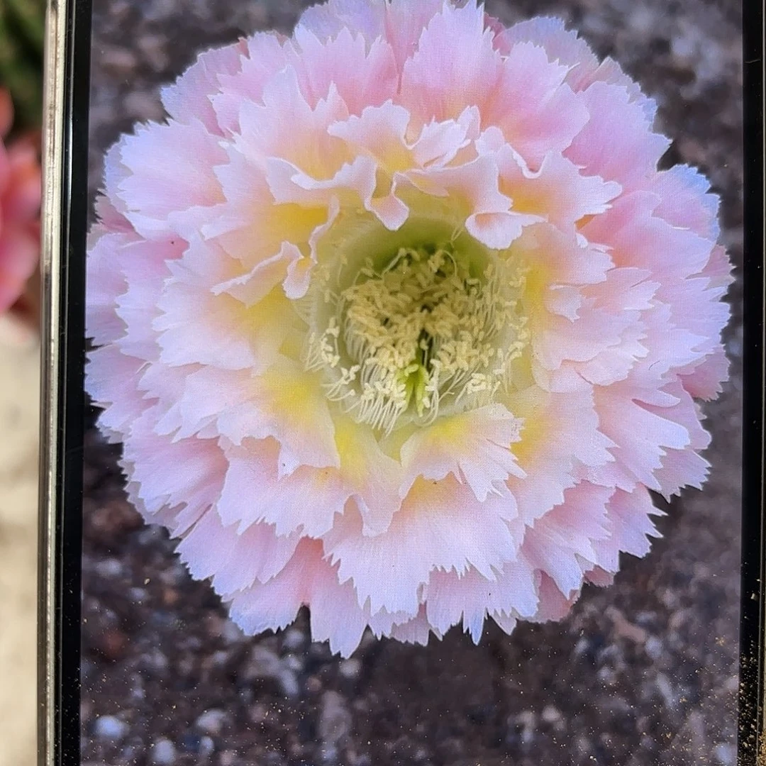 彩草颜如玉7.5公分左右微蹭