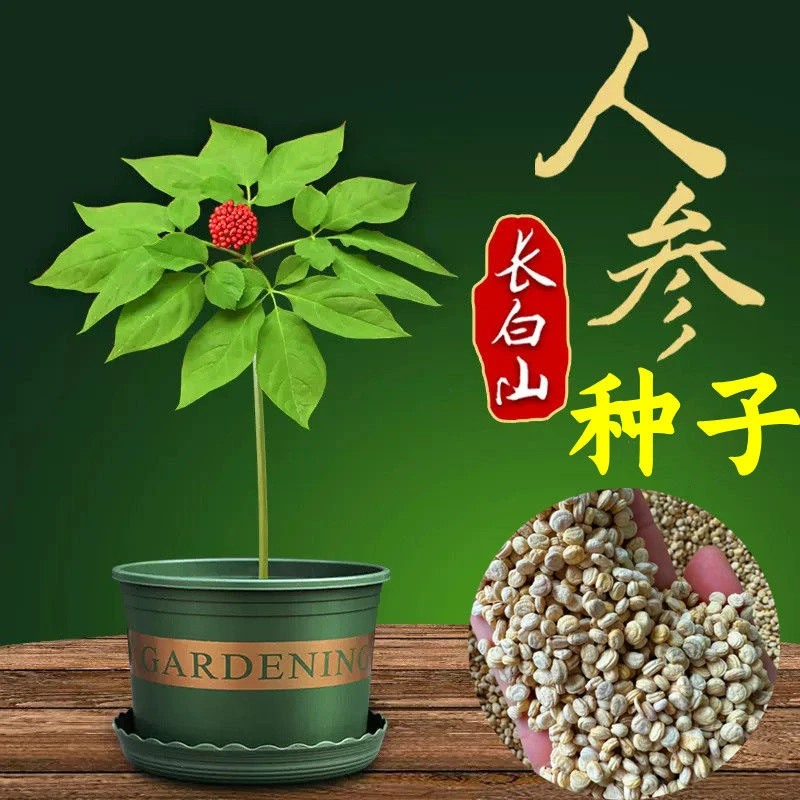 【长白山人参种子】野山参苗人参苗四季易种药材易活室内观花卉盆栽