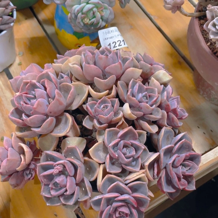 小**?谢谢你的支持0000001221